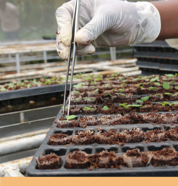 Potato Rooted Apical Cuttings Rapid Production Of Quality Seed