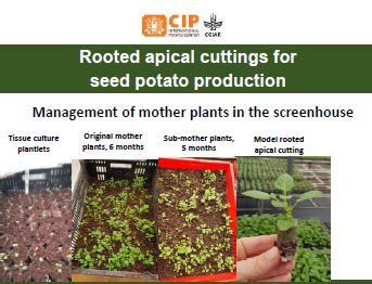 Rooted Apical Cuttings For Seed Potato Production Management Of Mother