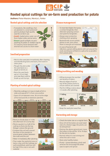 Rooted Apical Cuttings For On Farm Seed Production For Potato Kenya