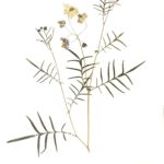 7. Herbarium sample