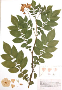 Solanum bukasovii Juz.