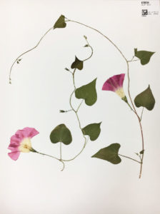 Ipomoea purpurea (L.) Roth