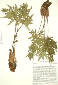 Arracacia sp.