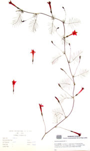 Ipomea quamoclit L.