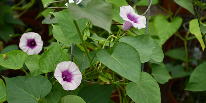 Sweetpotato – CIP Genebank