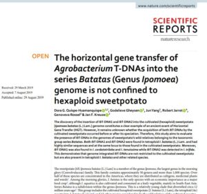 The horizontal gene transfer of Agrobacterium T-DNAs into the series Batatas (Genus Ipomoea) genome is not confined to hexaploid sweetpotato