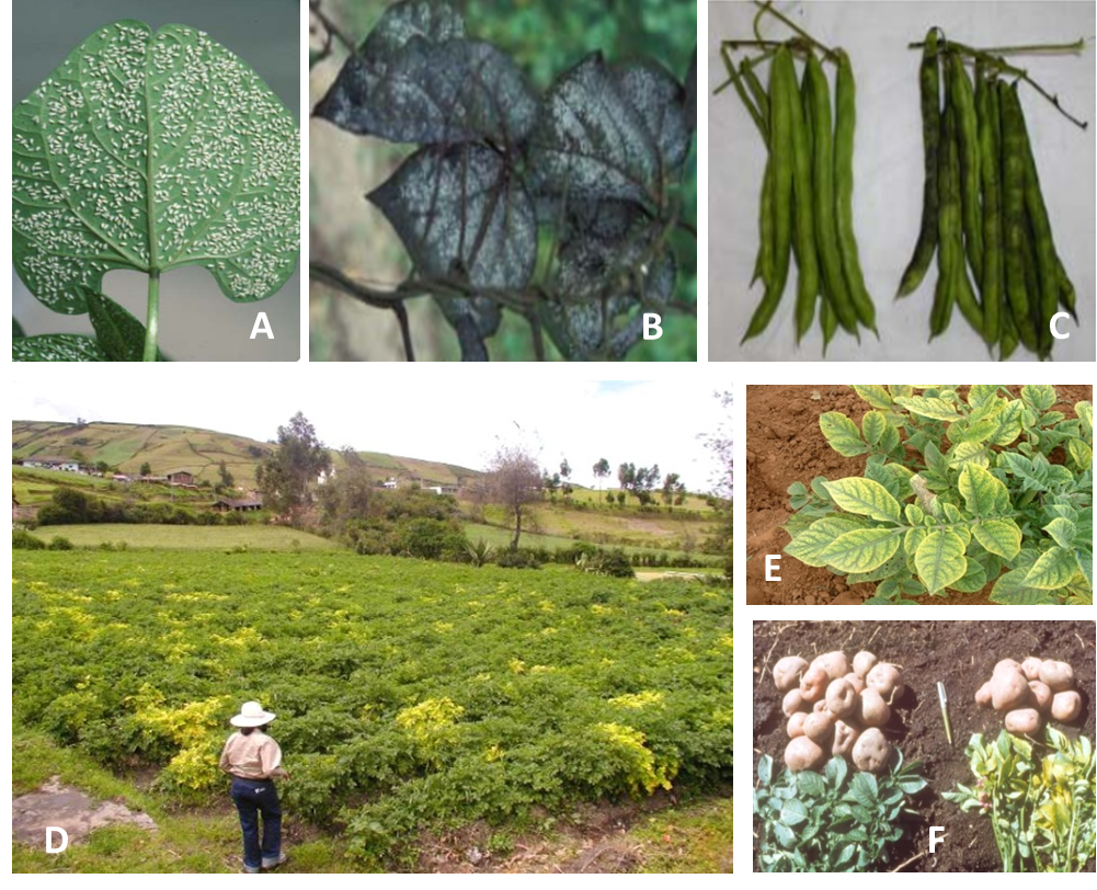 Photos 1. Symptoms of greenhouse whitefly, Trialeurodes vaporariorum: (A) adults on bean leaves, (B) fungal growth on honeydew on leaves and (C) pods of beans, (D) potato field heavily affected with Potato yellow vein virus, (E) vein yellowing with green interveinal spaces, and (F) yield reductions up to 50%. Photos: Courtesy of CIP. 