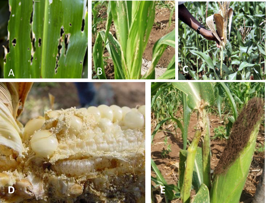 Photos 1. Damage by spotted stemborer, Chilo partellus: (A) larvae on leaves with characteristic “windows,” (B) yellow streaks caused by mining, (C) dead upper part of maize plant, and (D) damage to seeds on maize cob and (E) to maize stem. Photos: Courtesy of icipe. 