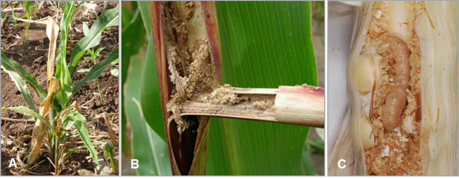 Photos 1. Symptoms of larvae damages caused by the African pink stemborer, Sesamia calamistis: (A) “dead heart” of young leaves, (B) stems filled with frass, and (C) frass deposits in maize cobs and empty grains. Photos: Courtesy of icipe.