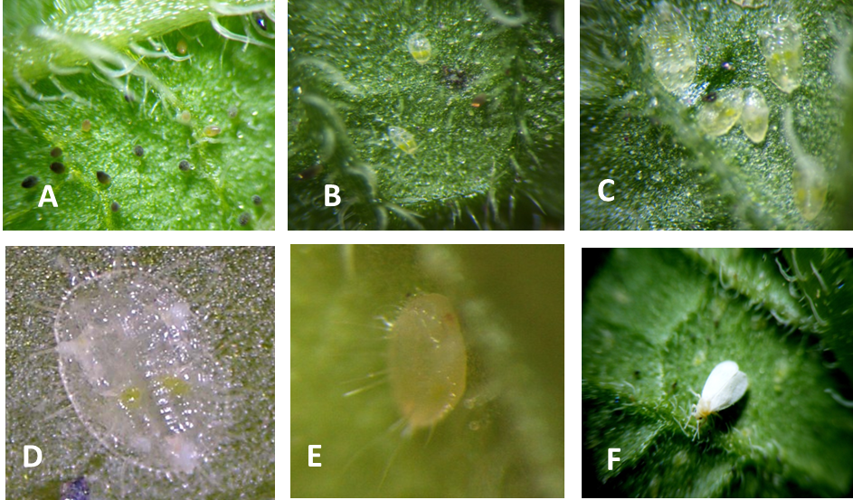 Photos 2. The developmental instars of the greenhouse whitefly, Trialeurodes vaporariorum: (A) egg, (B) first nymphal instar, (C) second nymphal instar, (D) third nymphal instar, (E) fourth nymphal instar or pupae, and (F) adult. Photos: Courtesy of CIP.