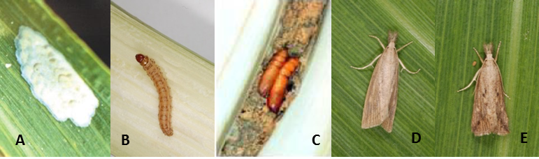 Photos 2. Spotted stemborer, Chilo partellus, developmental stages: (A) egg, (B) larva, (C) pupa, (D) adult female, and (E) adult male. Photos: Courtesy of icipe.