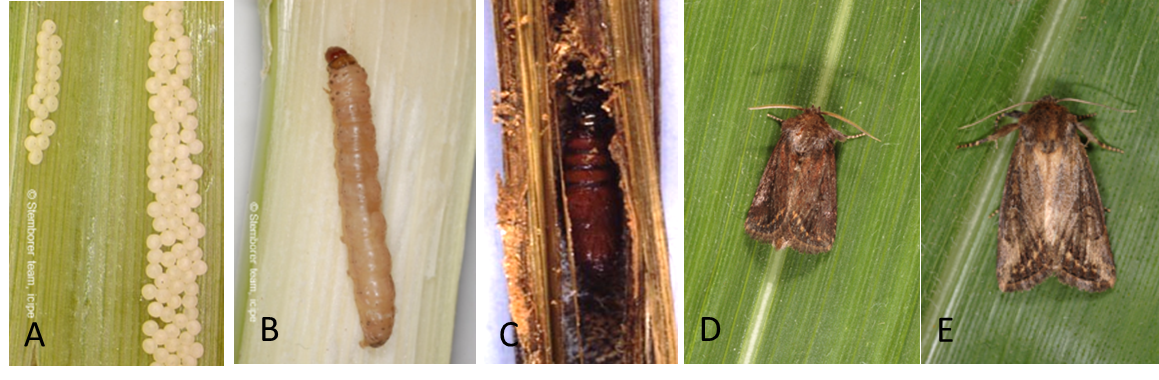 Photos 2. Developmental stages of the maize stalk borer, Busseola fusca: (A) egg, (B) larva, (C) pupa, (D) adult male, and (E) adult female. Photos: Courtesy of icipe.