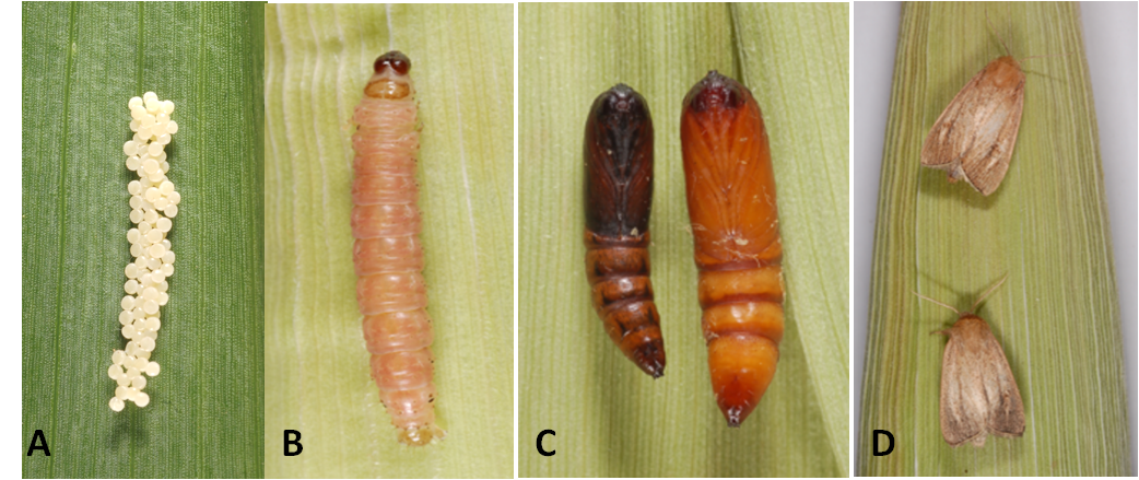 Photos 2. Developmental stages of the A African pink stemborer, Sesamia calamistis: (A) egg, (B) larva, (C) pupa, and (D) male (above) and female (below) adults. Photos: Courtesy of icipe.