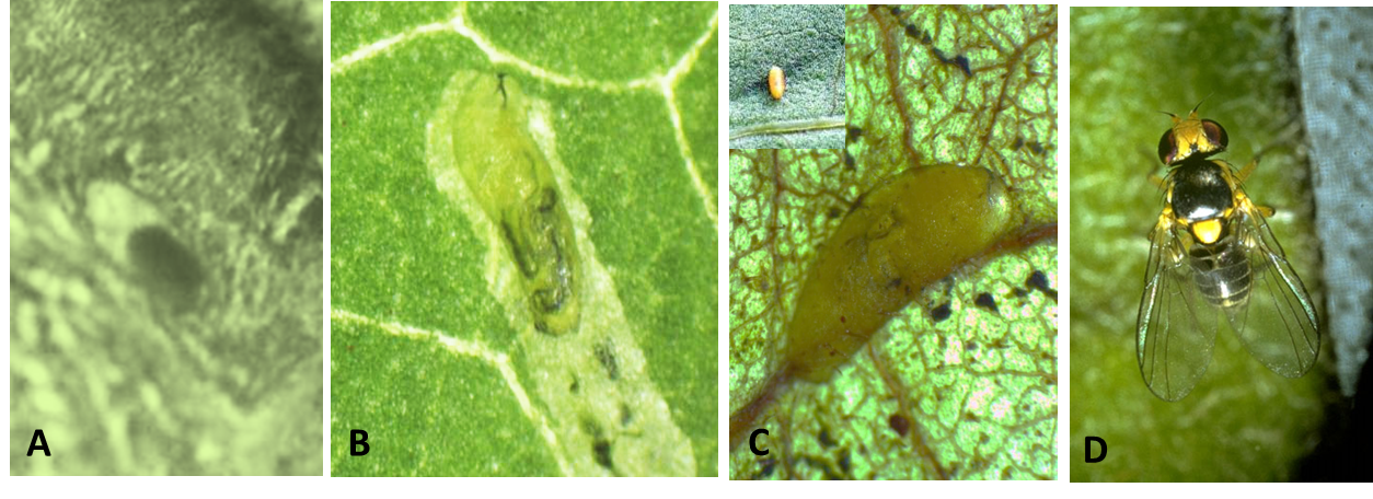 Photos 2. The immature developmental stages of the American serpentine leafminer, Liriomyza trifolii: (A) egg inside a puncture on the leaf, (B) larvae inside a leaf, behind is a trail of mines, while the dark areas are the waste products, (C) pupa attached to the upper surface of a leaf, and (D) adult dorsal view. Photos: Courtesy of CSL, York (GB)–British Crown.