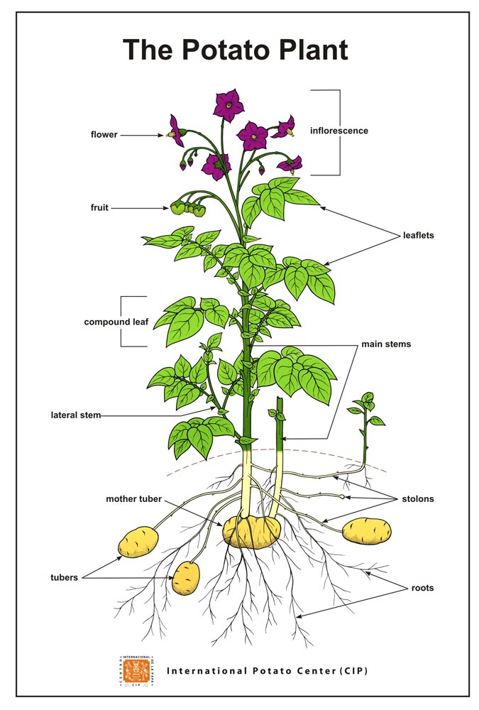 Image of Potato plant