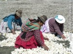 Innovaciones promovidas por el CIP en el sector tunta (chuño) generan impactos positivos en la seguridad alimentaria y generación de ingresos en Puno