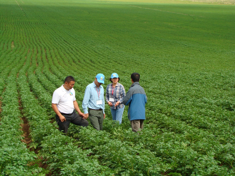 Potato makes its mark in Mongolia