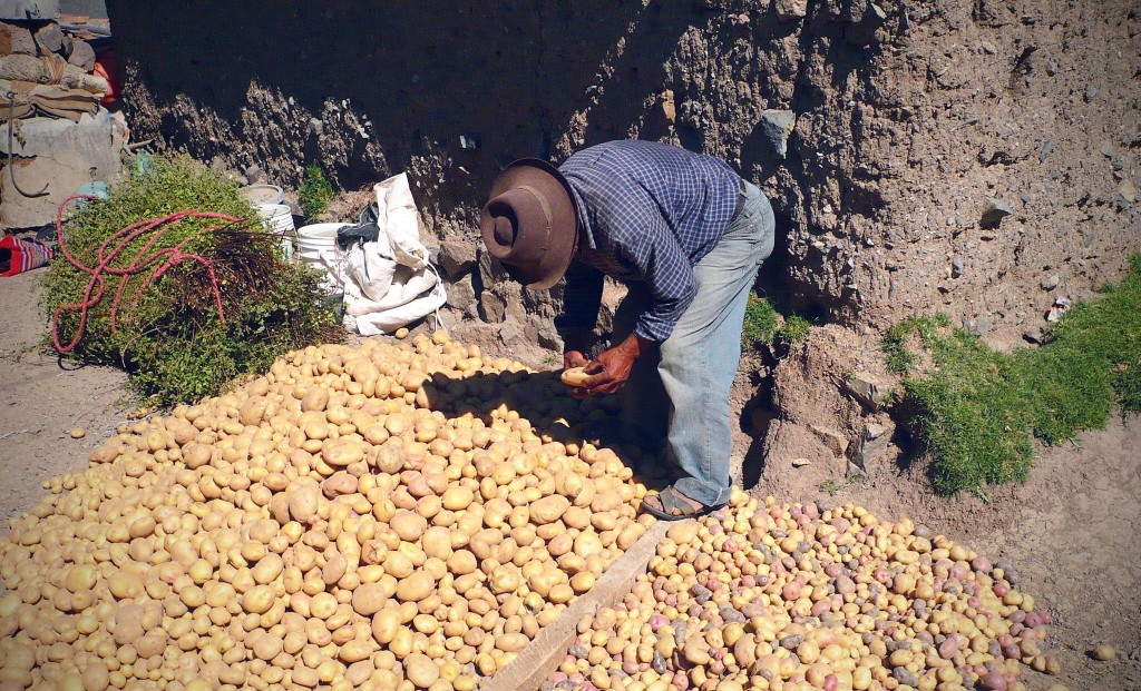 Understanding and Conserving Traditional Potato Practices