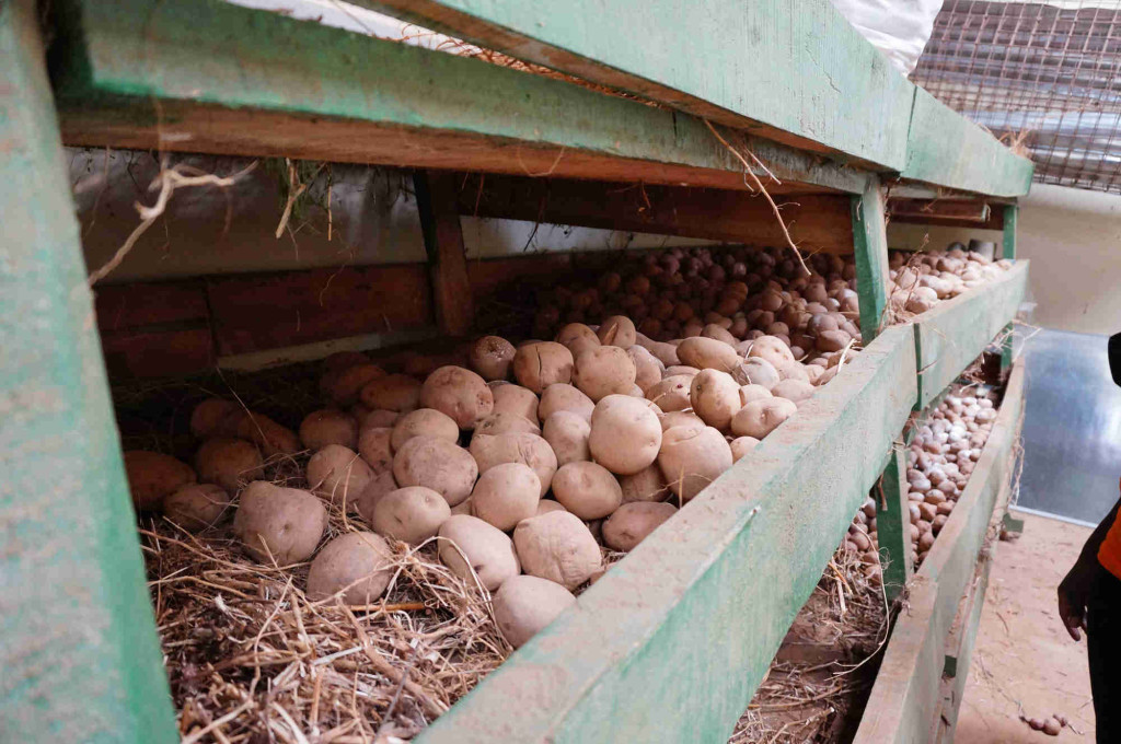 assessing potato impacts uganda