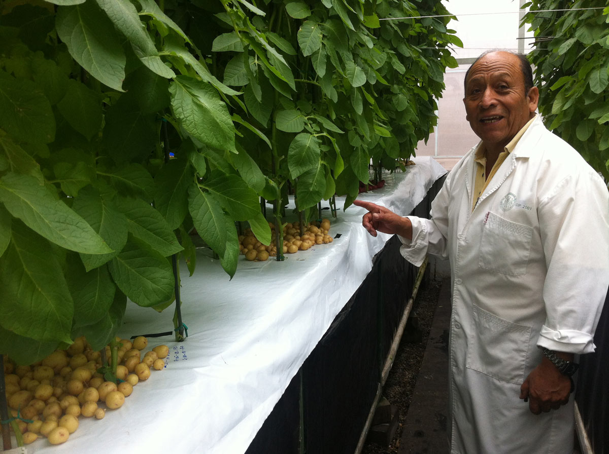 CIP Virologist and Aeroponic specialist, Carlos Chuquillanqui, in a CIP aeroponic greenhouse