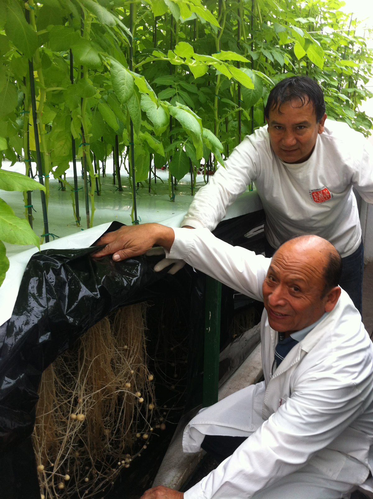 Chuquillanqui demonstrates the soilless technology used to grow potato seed