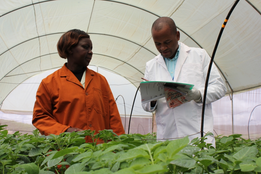 Invigorating The Potato Seed Industry In Africa