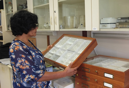 Entomologist Verónica Cañedo with samples of the insect collection