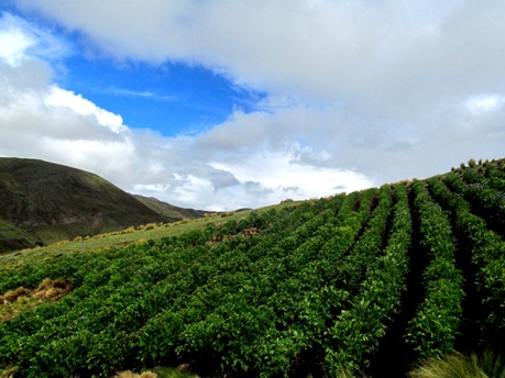 Elberto Montes’s plot of 42 different native potatoes in Huachua