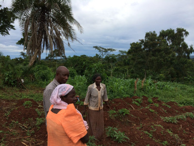 Nalougo Sekiguce surveys CIP Sweetpotato field trials
