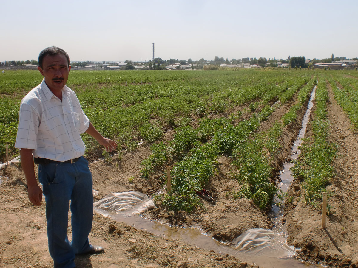 CIP's Durbek Khalikov showing an experiment with the Partial Root-Zone Drying (PRD) technique