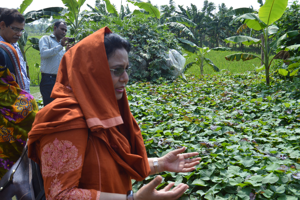 Bangladesh Horticulture Project