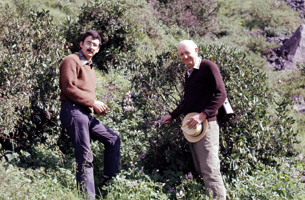March 1975, somewhere above Canta in Lima Province. Small population of Solanum multidissectum