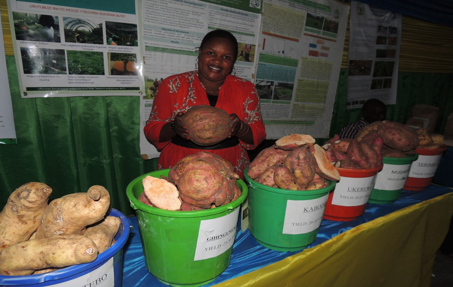 RAB staff, exhibiting OFSP varieties introduced in Rwanda by CIP