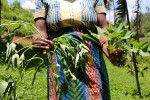 Marie Claire Mukakimenyi: Los agricultores ya se convencieron de sembrar camote de pulpa anaranjada