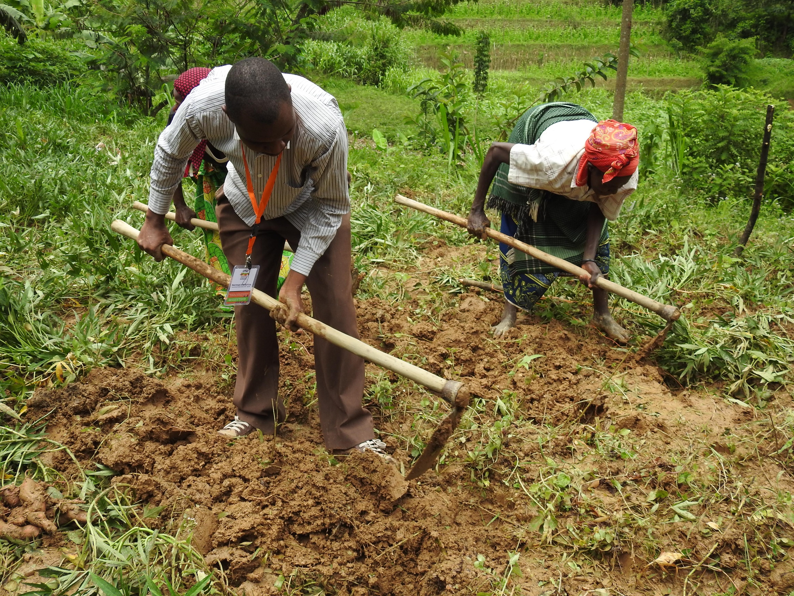 CIP scientist Norman Kwikiriza assisting farmer to harvest crop cut plot