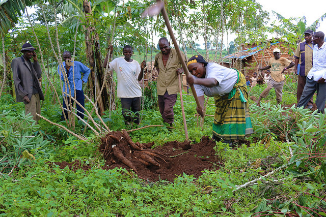 A mixed-gender cassava farmer association in Uganda. Female and male farmers often have different interests and access to land. Accounting for their specific needs when working on research and development goes a long way to promoting food security. Photo: Sara Quinn/CIP
