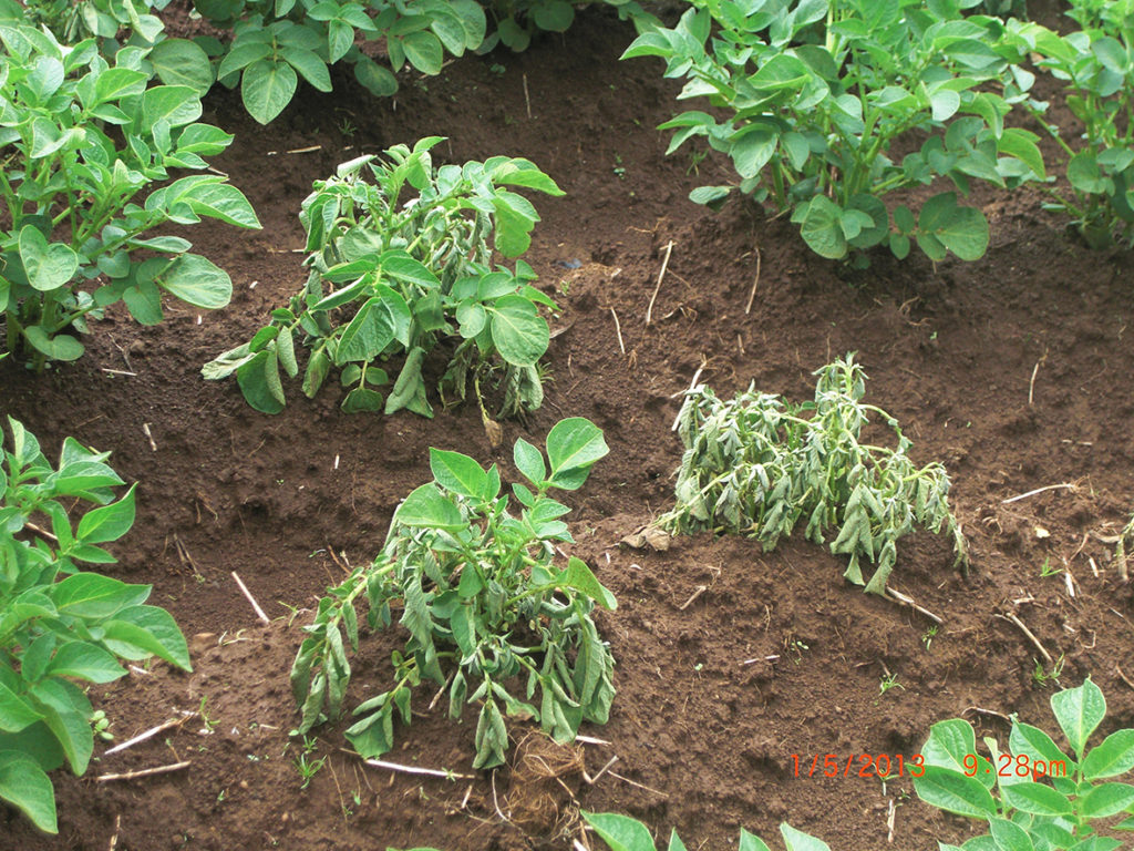 Bacterial wilt can cause rapid wilting and rotting of seed and ware potatoes.