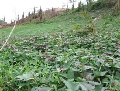 Sweetpotato thriving after typhoon Haiyun when other crops failed.