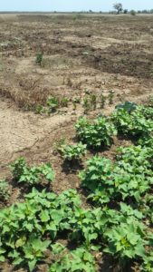 Sweetpotato thriving in Mozambique during a drought.