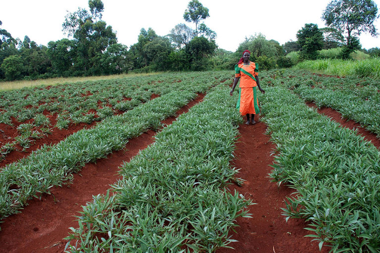 An OFSP decentralized vine multiplier (DVM) takes a walk through her fields in Kenya. Her outfit is a walking advertisement for the healthy properties of her vines. (Photo, Helen Keller International)