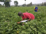 Joshua Okonya adopta un enfoque centrado en el agricultor para el  Manejo Integrado de Plagas