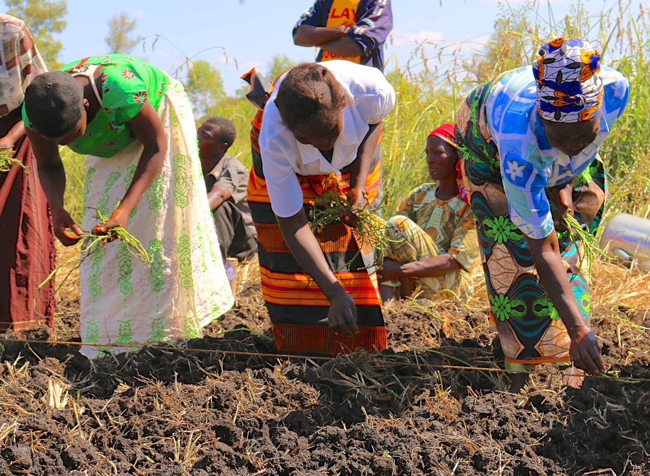 Triple S Method Helps Sweetpotato Farmers Plant And Harvest Earlier 