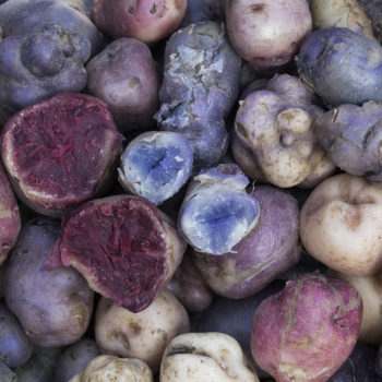 Boiled native potatoes, Damiana de la Cruz, Tacsana, Ambato Participatory varietal selection of biofortified potatoes in Ambato in Huancavelica, Peru. Two communities Tacsana and Castillapata are growing and helping to select new biofortifed varieties of potatoes. The potatoes are higher in zinc and iron and are being developed to help counteract pervasive anemia. CIP is partnering with the grupo Yanapay to select possible varieties for release.