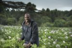 The business in seed potato: new technology spurs hope for better incomes