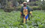 Rwanda: Farmers Get New Irish Potato Varieties
