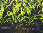 Safeguarding food security with plant health