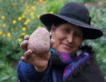 Kawsay, una papa para mejorar la seguridad alimentaria y los ingresos de los agricultores peruanos