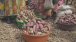 Fighting malnutrition in Rwanda with orange sweet potatoes