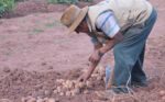 Drought proof potatoes target of international research