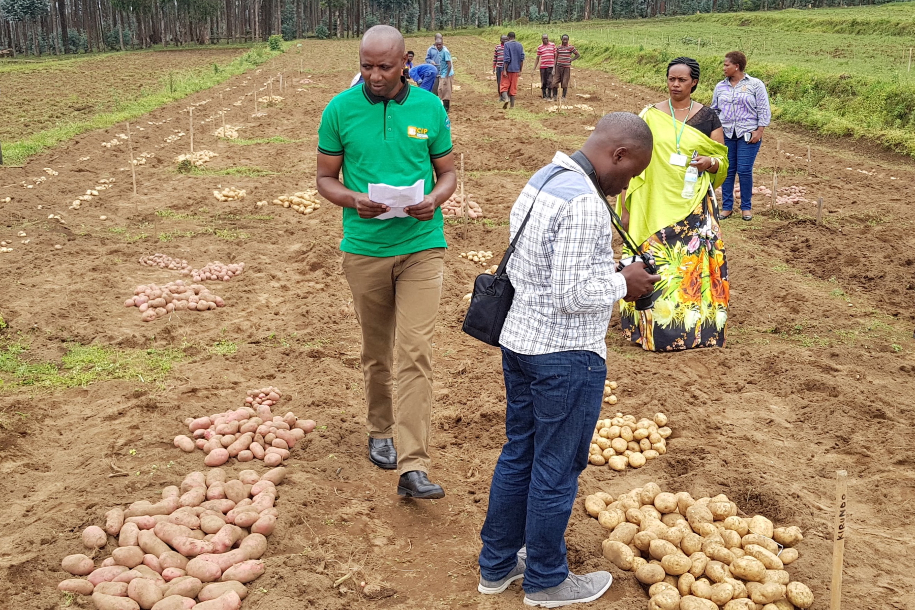 Rwanda Set To Release First New Potato Varieties In Almost Three Decades International Potato 6837